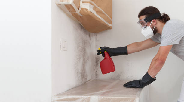 Professional Black Mold Removal technician working in Grasonville, MD